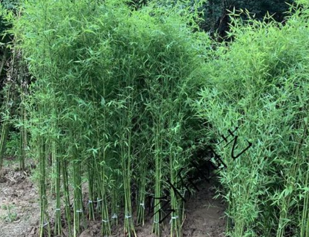 mk体育-美国为什么禁止种植竹子？看后才知道，原来竹子比我们想象的可怕